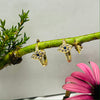 Gold Cubic Zirconia Small Hoop Earrings